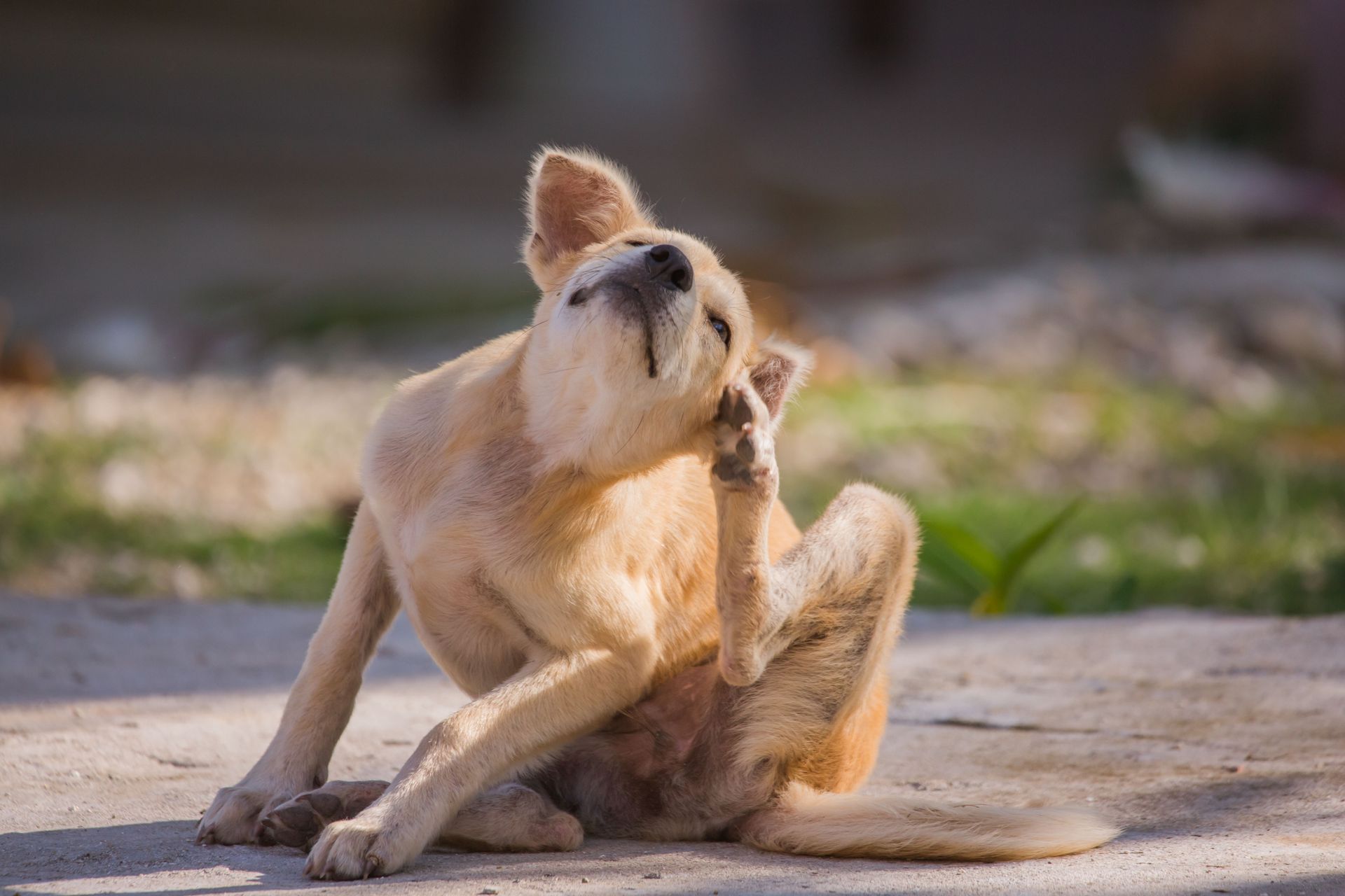 Pet fleas