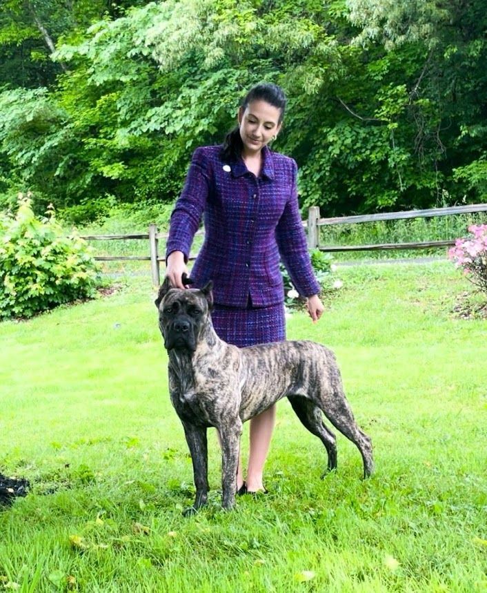 A dog is laying in the grass with its tongue out.