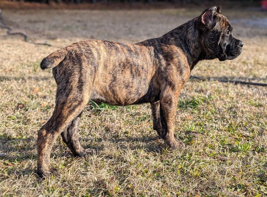 A large gray dog is sitting on the ground with its tongue hanging out.