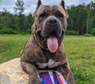 A dog is laying on a rock with its tongue hanging out.