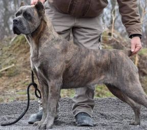 A man is standing next to a dog on a leash