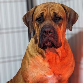 A brown dog is sitting in a cage and looking at the camera.