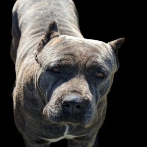 A close up of a dog 's face on a black background.