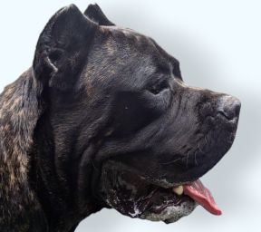 A close up of a black dog with its tongue hanging out.