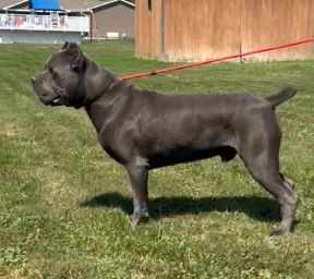 A black dog is standing in the grass on a leash.