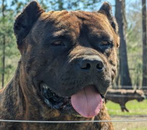 A close up of a dog with its tongue out