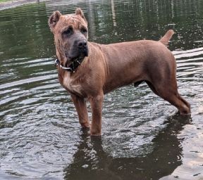 A brown dog is standing in the water.