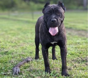 A black dog with a pink tongue is standing in the grass.