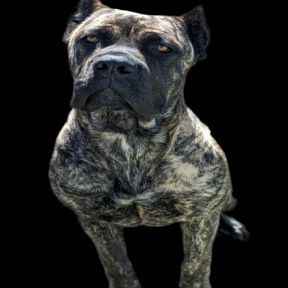 A large dog is standing on a black background and looking at the camera.