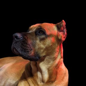 A close up of a dog 's face on a black background