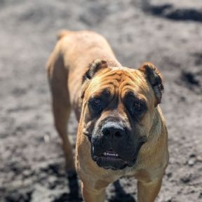 A brown dog is standing in the dirt and looking at the camera.