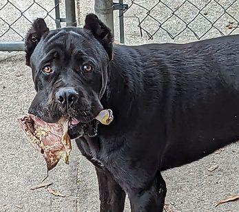 A black dog is standing in front of a chain link fence with a piece of meat in its mouth.