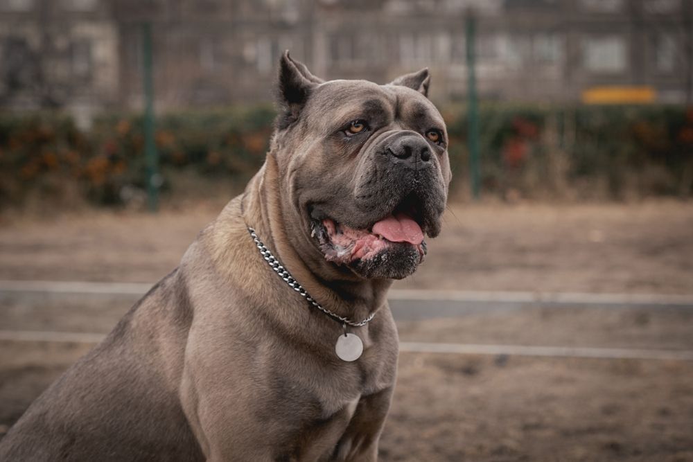 A large gray dog is sitting on the ground with its tongue hanging out.