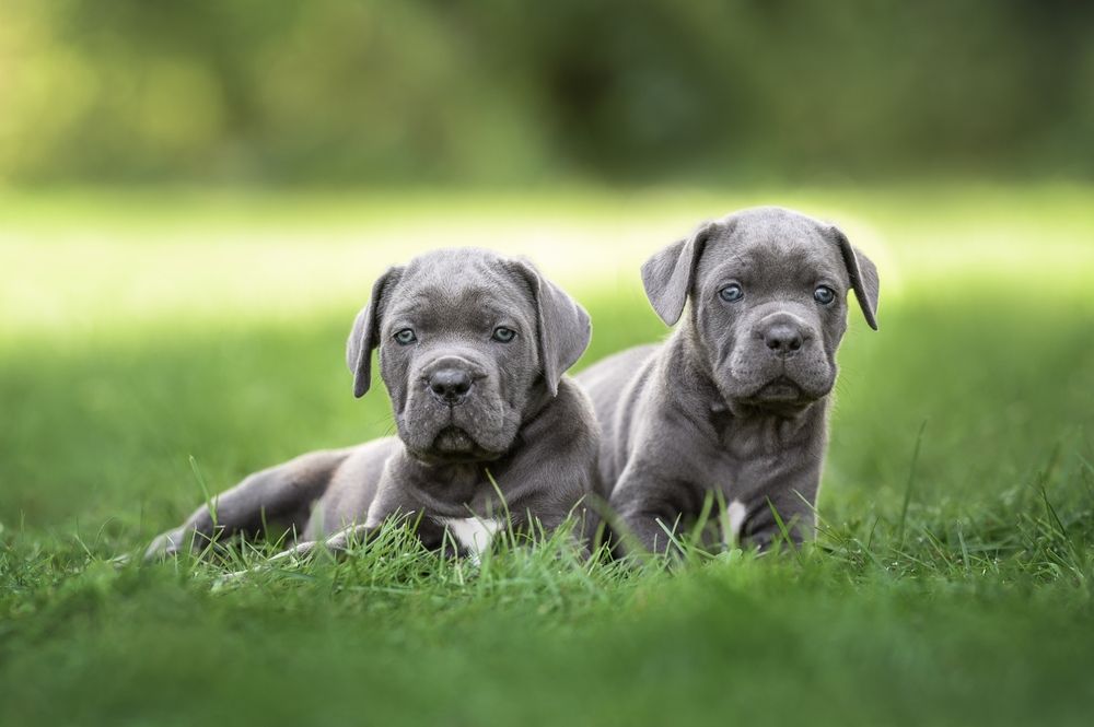 Two gray puppies are laying in the grass together.