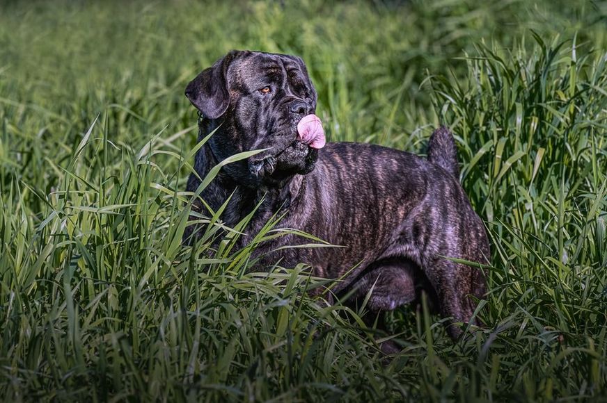 A dog is laying in the grass with its tongue out.