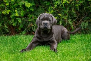 A black dog is laying in the grass and looking at the camera.