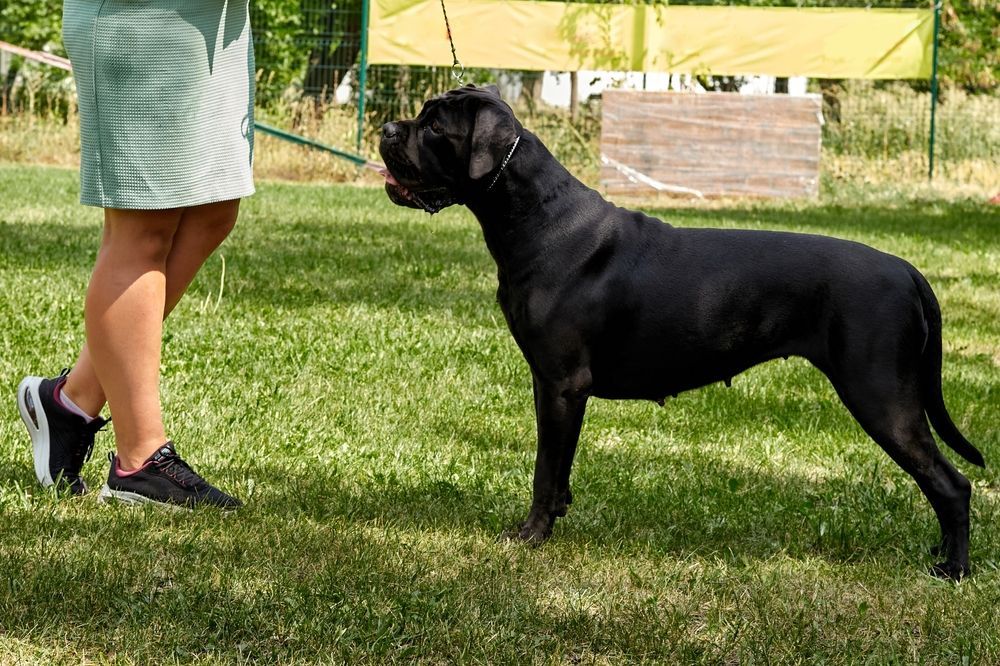 A woman is standing next to a black dog in the grass.