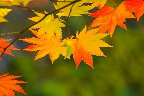 Close-up of vibrant autumn maple leaves, with shades of red, orange, and yellow, against a blurred green background.