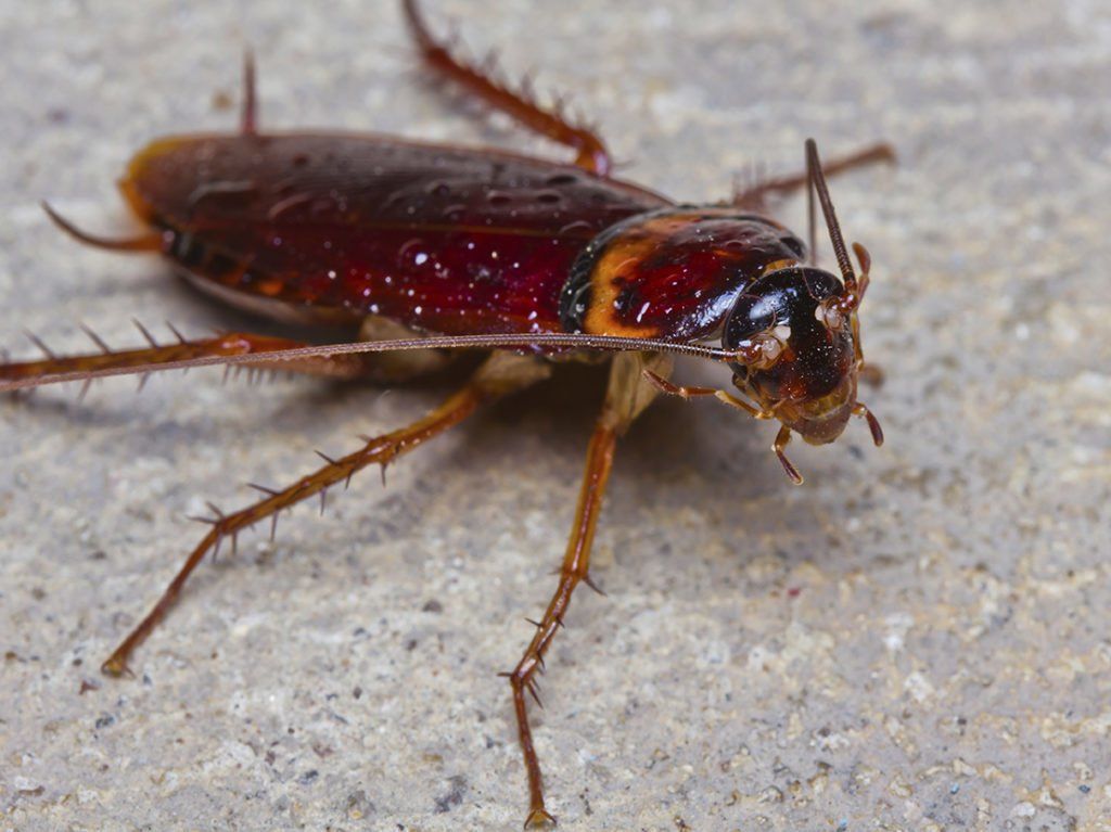 Cafard blatte dans une cuisine - guide éradication Sérénité 3D