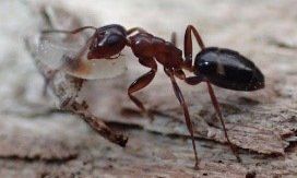 Fourmis en file indienne envahissant une maison au printemps