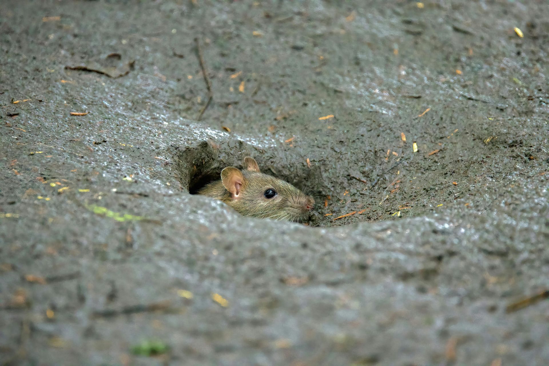 A small mouse peers out from a burrow in muddy ground.