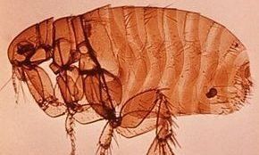 Puce parasite domestique - traitement professionnel Sérénité 3D
