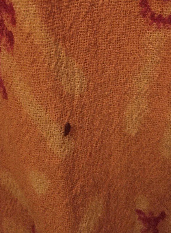 punaise de lit sur drap