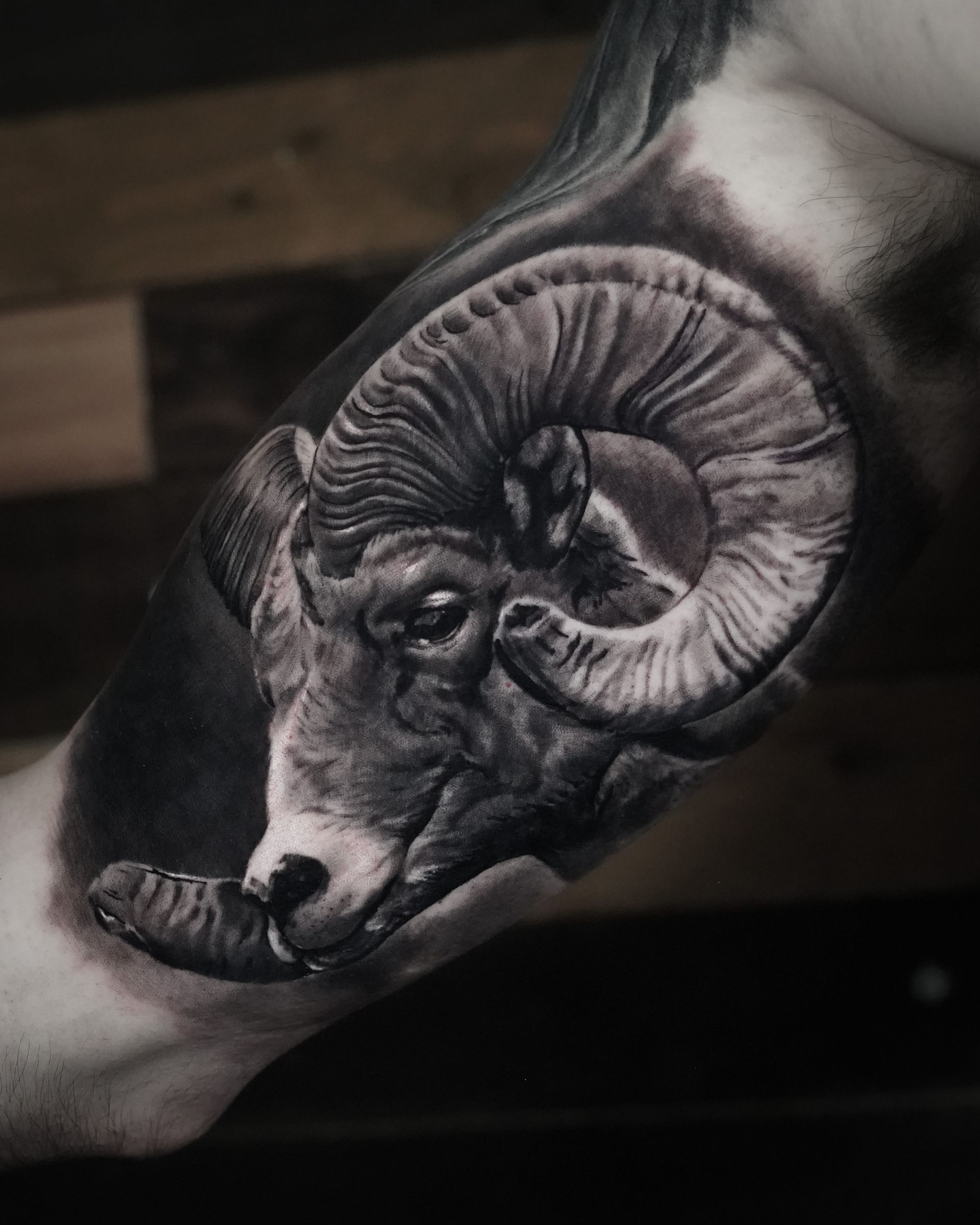 A black and white ram tattoo on a person 's arm.
