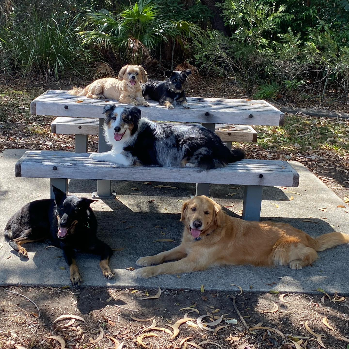 A Group Of Dogs Laying On A Wooden Picnic Table — Canine Training School In Cairns, QLD