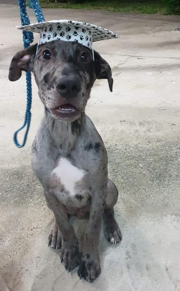 Grey Dog Wearing Graduation Hat — Canine Training School In Cairns, QLD