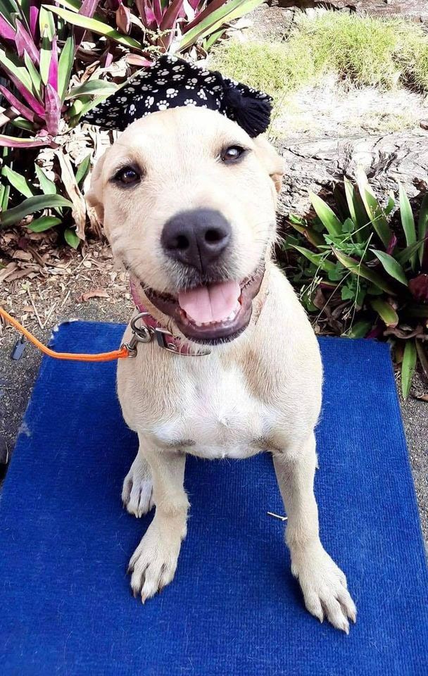 Dog Wearing Black Graduation Hat — Canine Training School In Cairns, QLD