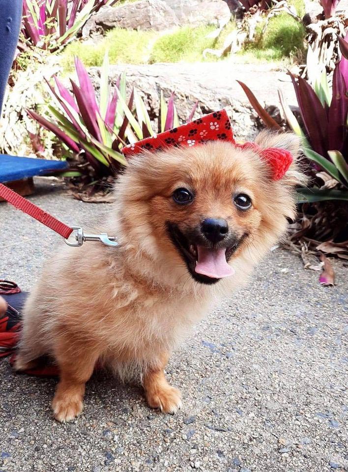 Pomeranian Dog With Leash — Canine Training School In Cairns, QLD