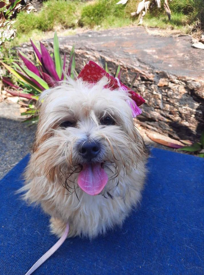 White Dog Wearing Graduation Hat — Canine Training School In Cairns, QLD