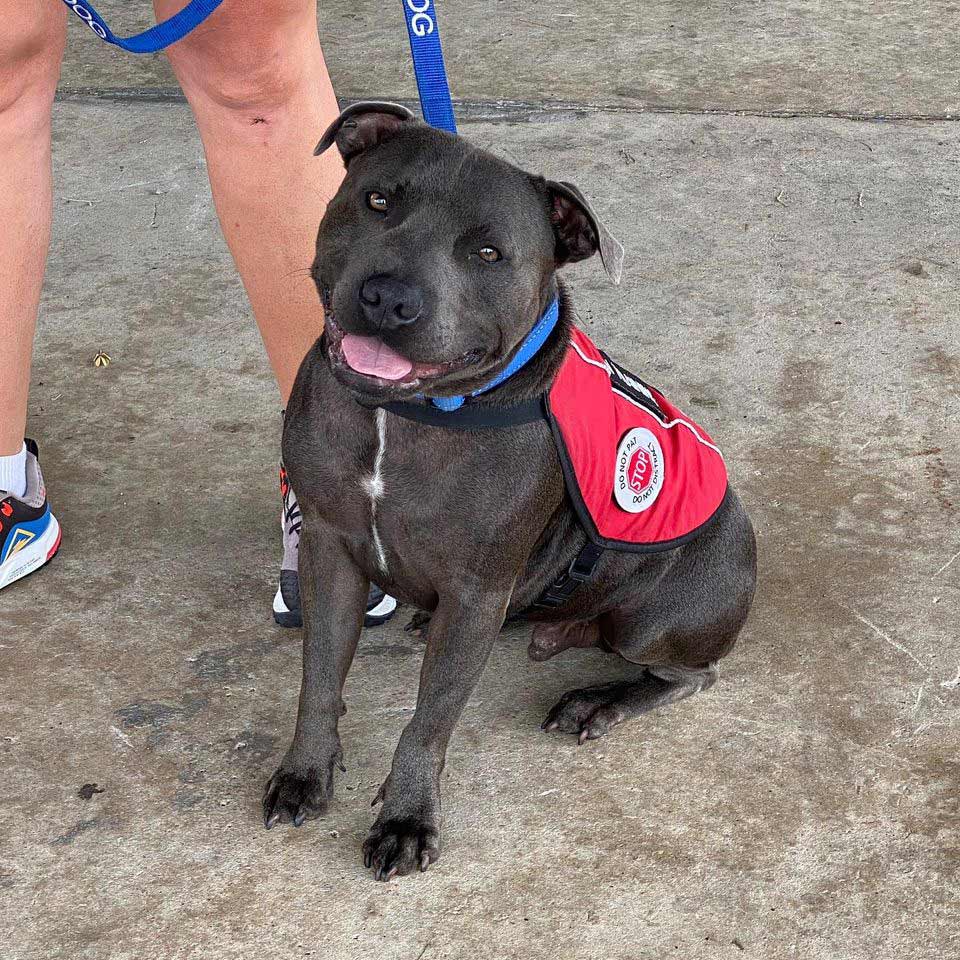 Black Staffie Wearing Red Vest — Canine Training School In Cairns, QLD