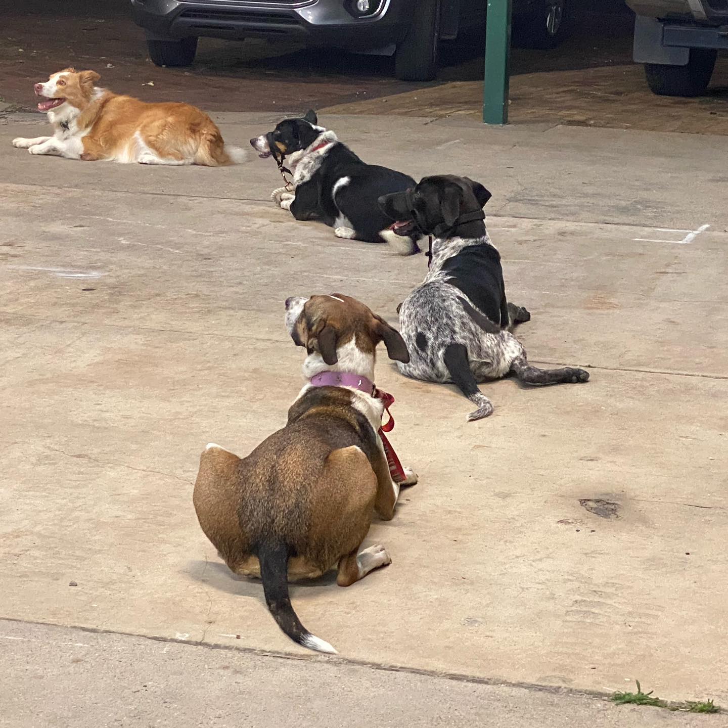 Pit Bull Wearing Red Graduation Hat — Canine Training School In Cairns, QLD