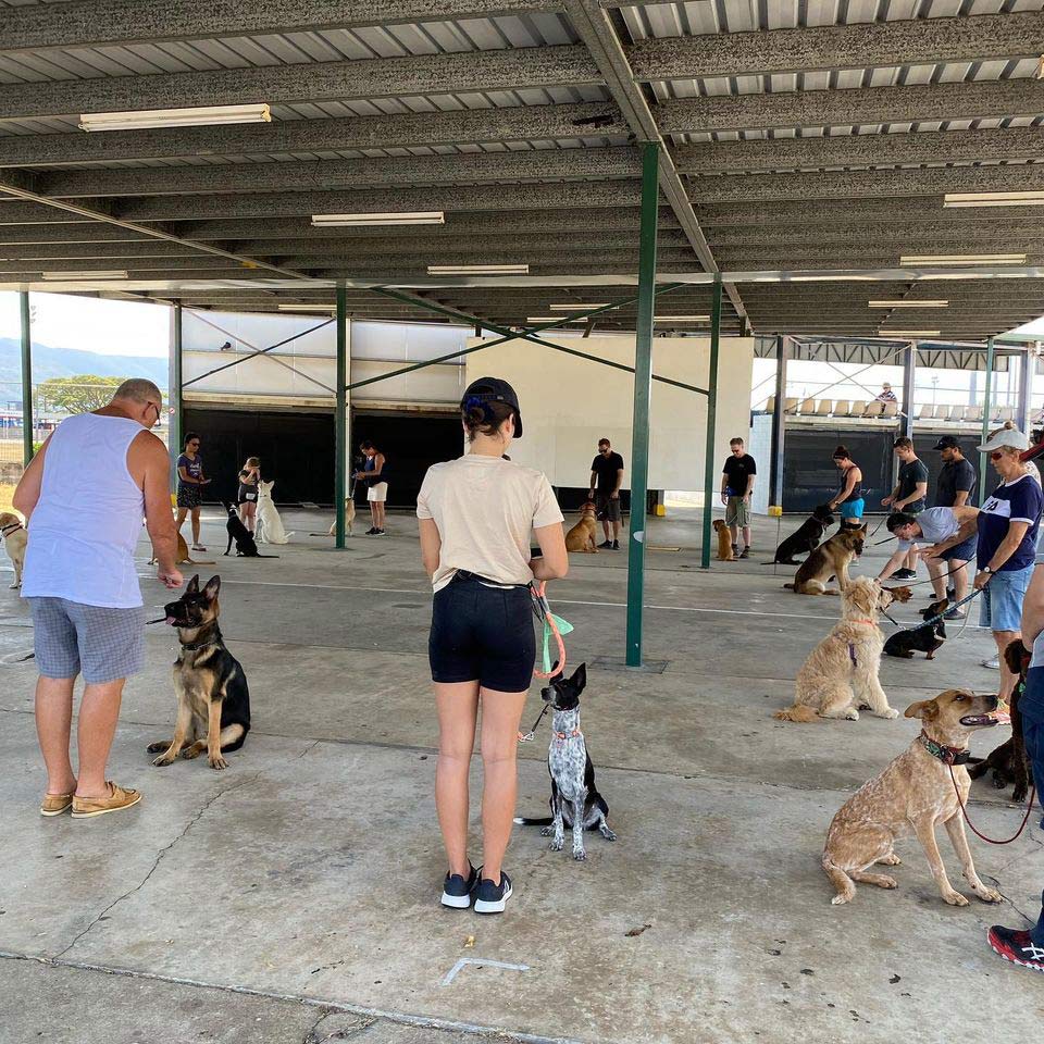 Training Class — Dog Advanced Training in Cairns, QLD