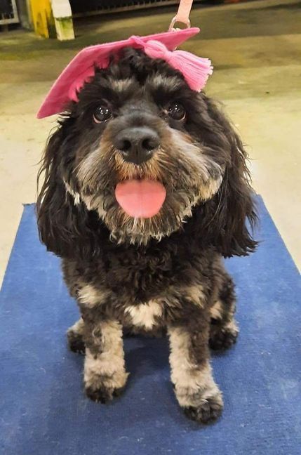 Black and Brown Dog Wearing Graduation Hat — Canine Training School In Cairns, QLD