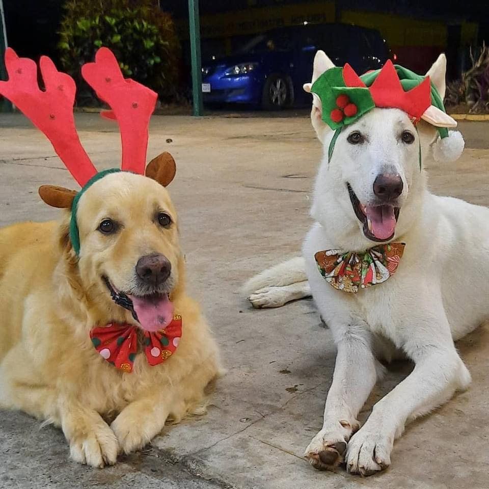 Two Dogs Wearing Christmas Hats — Canine Training School In Cairns, QLD