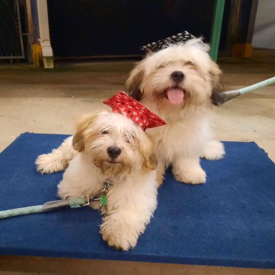 Two Dogs Wearing Graduation Hats — Canine Training School In Cairns, QLD
