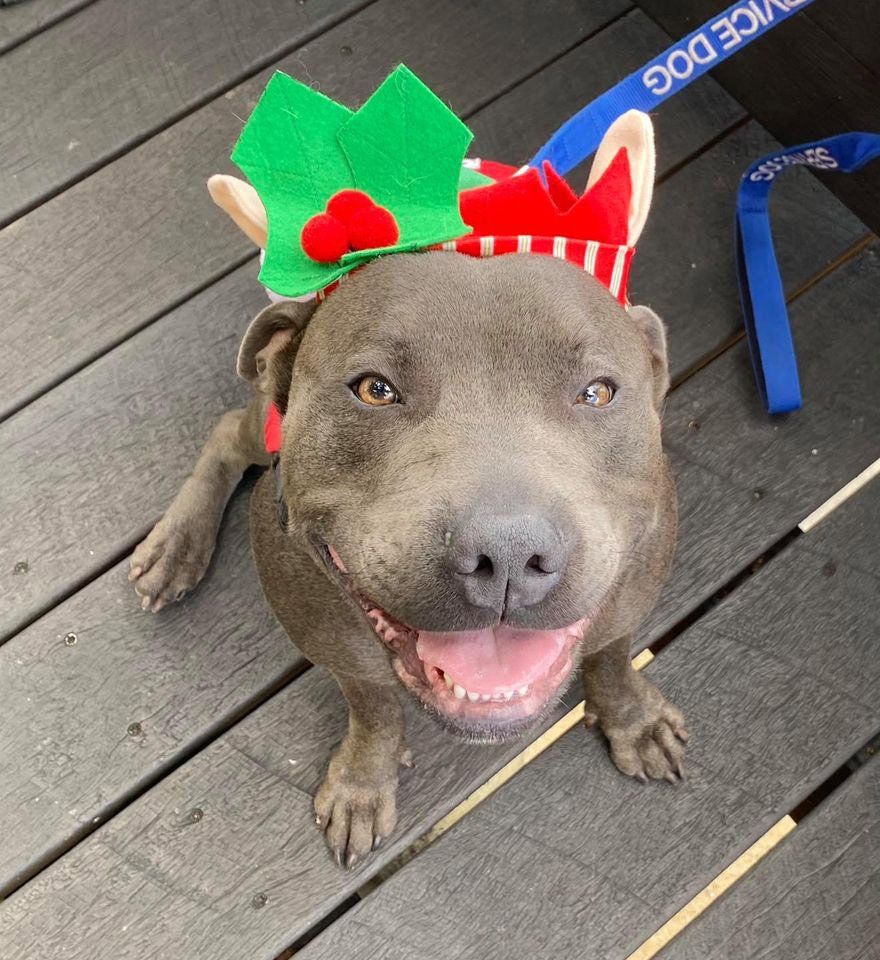 Staffie Dog Wearing Christmas Hat — Canine Training School In Cairns, QLD