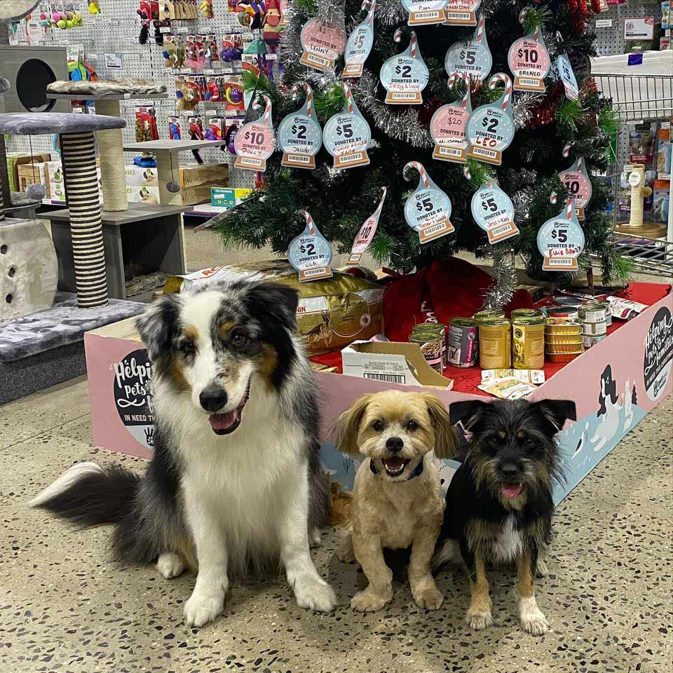 Dogs At Pet Shop — Canine Training School In Cairns, QLD