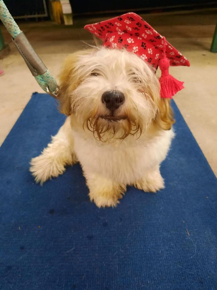 Maltese Dog Wearing Graduation Hat — Canine Training School In Cairns, QLD