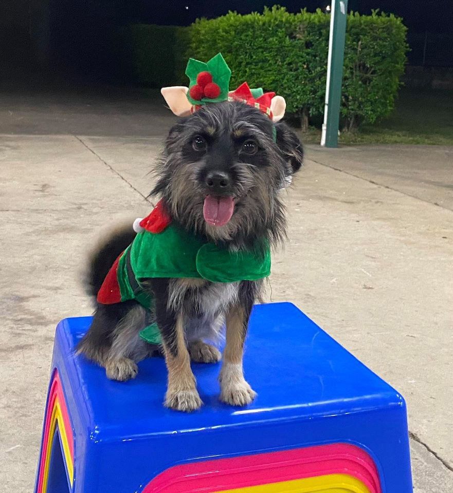 Black Brown Havanese In Elf Costume — Canine Training School In Cairns, QLD