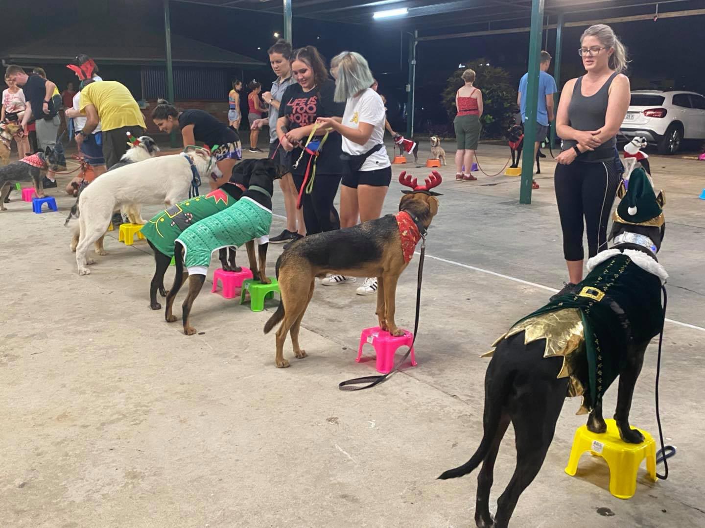 Owners Teaching Commands To Their Dogs — — Canine Training School In Cairns, QLD