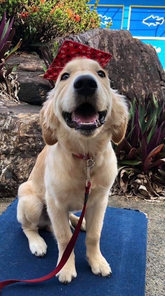 Golden Labrador Wearing Graduation Hat — Canine Training School In Cairns, QLD