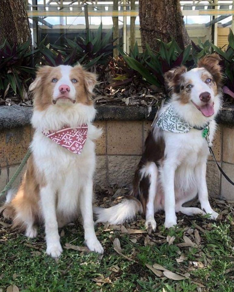 Border Collies Wearing Bandanas  — Canine Training School In Cairns, QLD