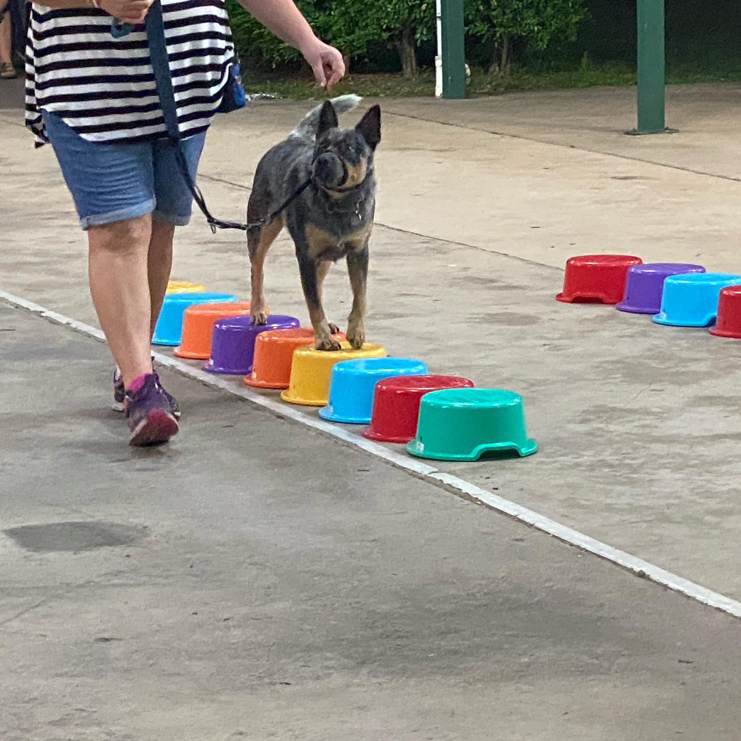 German Shepherd Wearing Graduation Hat — Canine Training School In Cairns, QLD