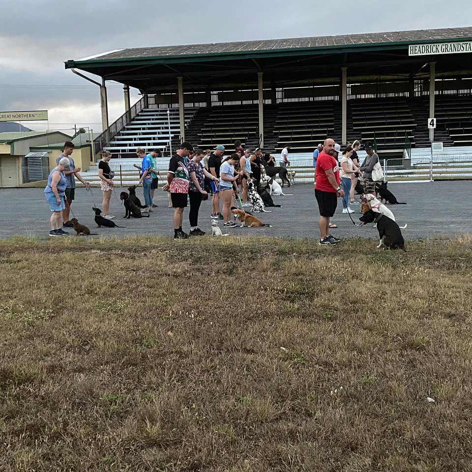 Obedience Class In Progress — Canine Training School In Cairns, QLD