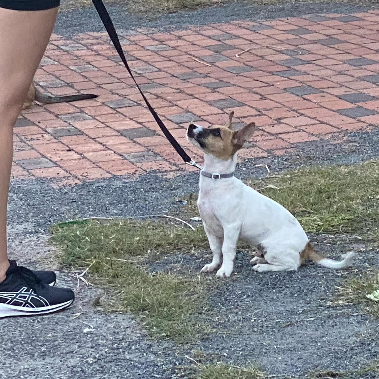 Black Staffie Dog In Red Vest — Canine Training School In Cairns, QLD