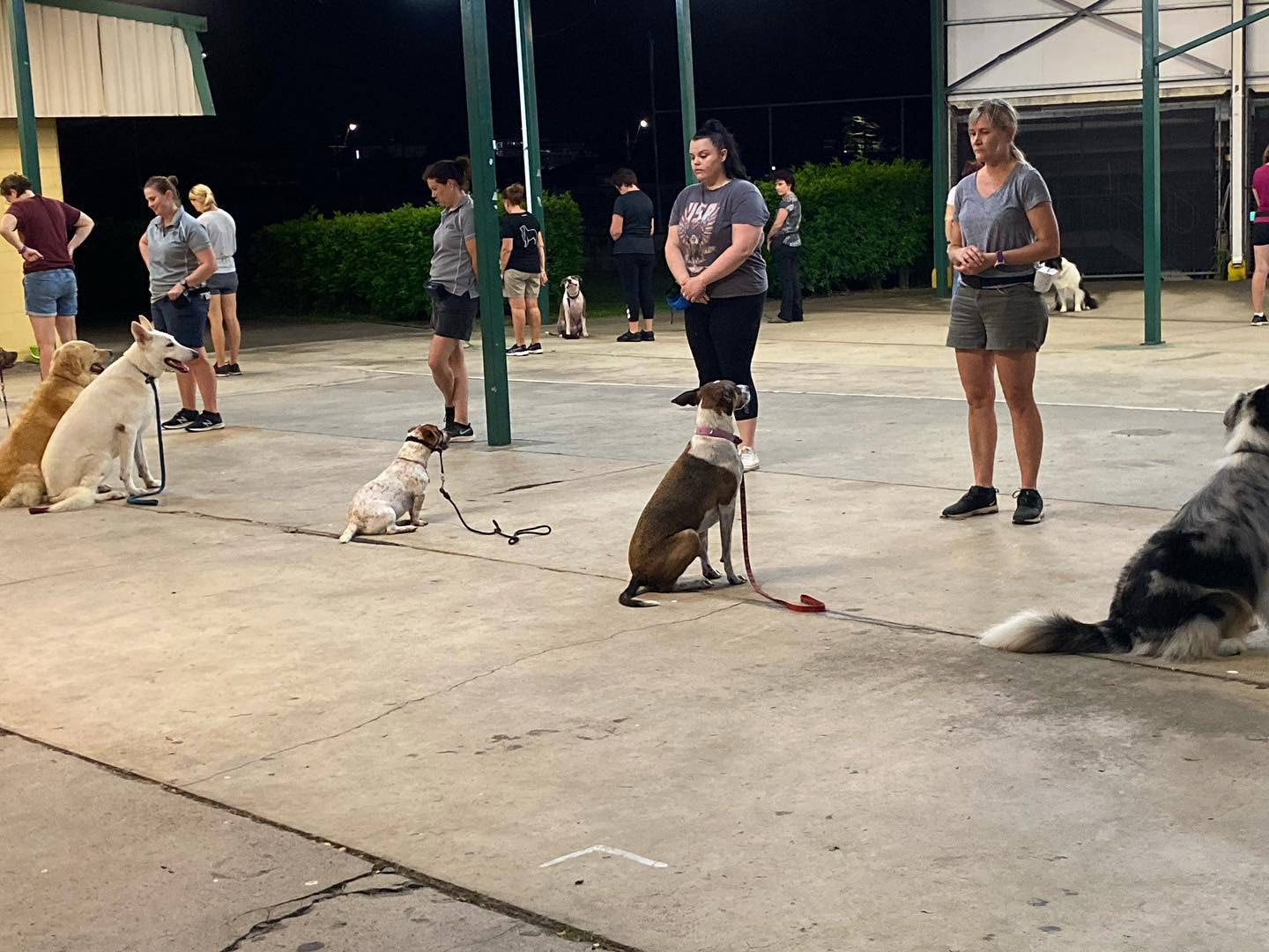 A Group Of People Are Standing Around A Group Of Dogs On Leashes — Canine Training School In Cairns, QLD